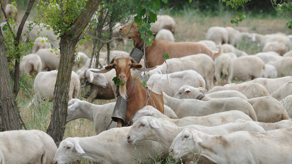 El ganadero Fernando Soria ha querido recordar la trashumancia en la localidad de Caparroso desplazando a 1450 ovejas y 18 irascos. AMAYA LUQUI