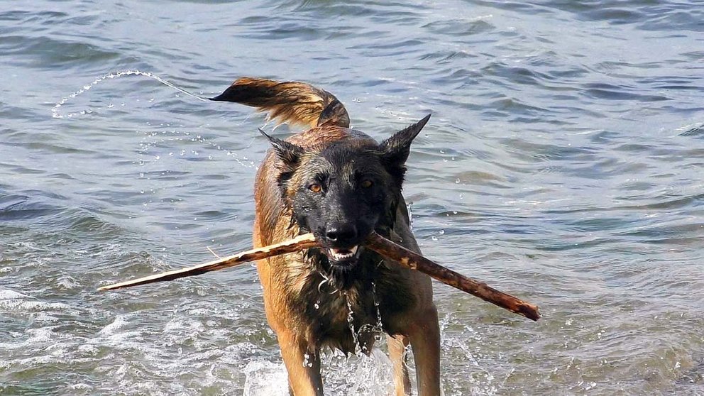 Un perro de raza pastor belga malinois. ARCHIVO