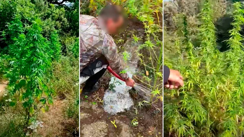 Dos detenidos por cultivar plantaciones de marihuana en el Valle de Ollo POLICÍA FORAL