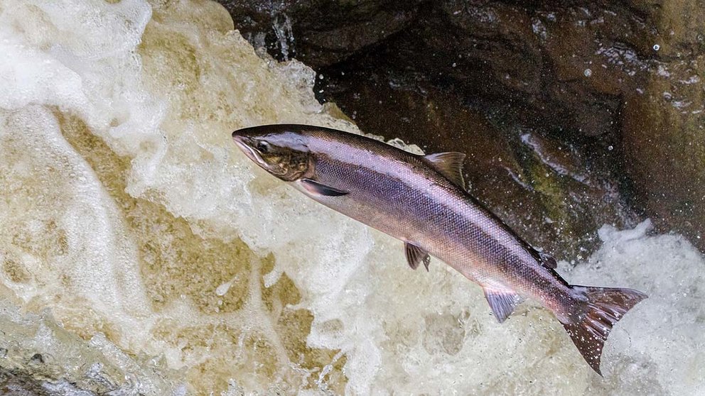 Un ejemplar de salmón salta en el cauce de un río.
