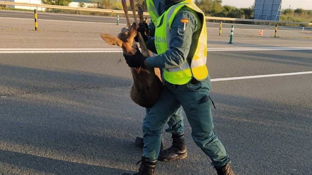 Agentes de la Guardia Civil rescatan a un corza en la autopista. GUARDIA CIVIL DE NAVARRA