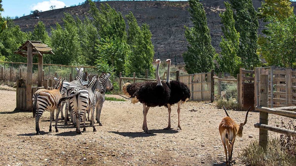 Cebras, avestruces y un antílope, en las instalaciones de Sendaviva. CEDIDA