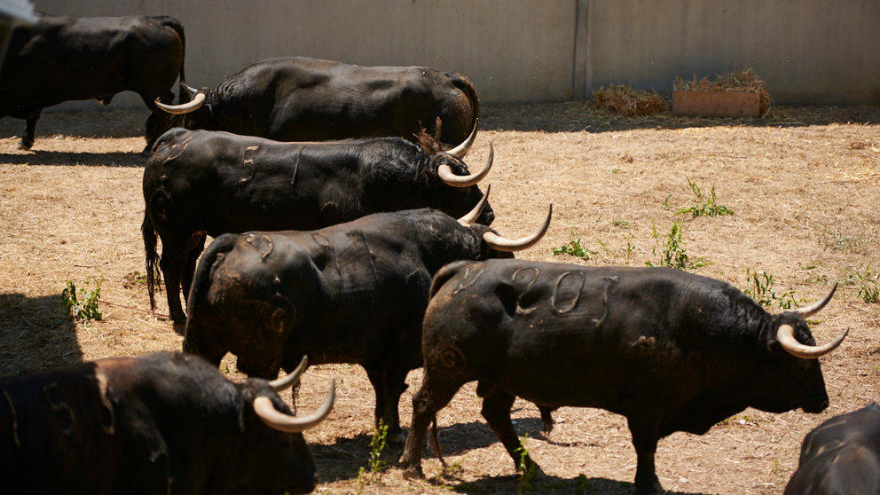 Toros de la ganadería de Fuente Ymbro, que serán lidiados el 8 de julio durante las fiestas de San Fermín 2022. PABLO LASAOSA