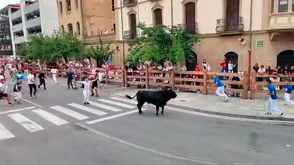 Imagen del toro que ha sembrado el peligro en el segundo encierro de las fiestas de Tafalla.