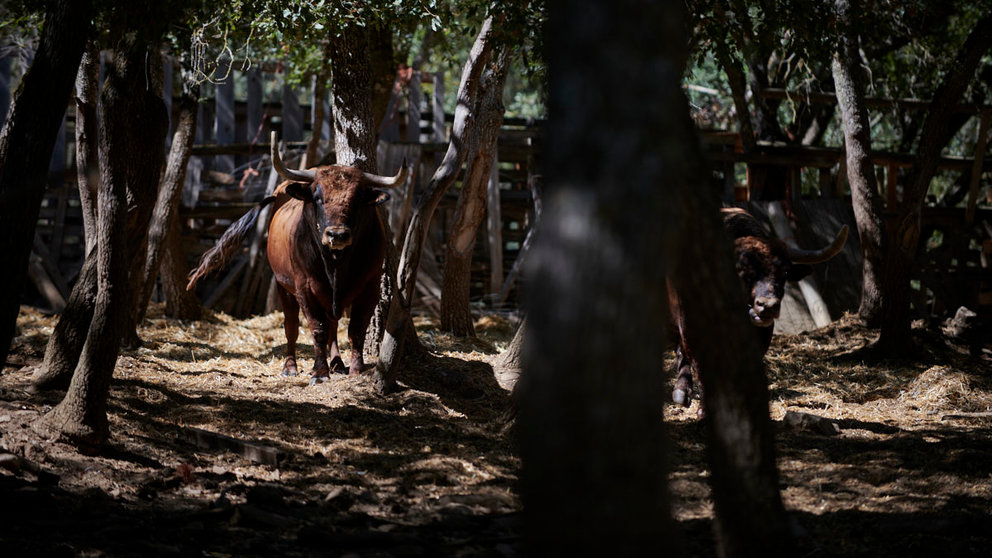 La ganadería de Miguel Reta participa este verano en los festejos populares de 17 localidades navarras. Además, en Estella lidió por primera vez en España sus toros de Casta Navarra. IRANZU LARRASOAÑA