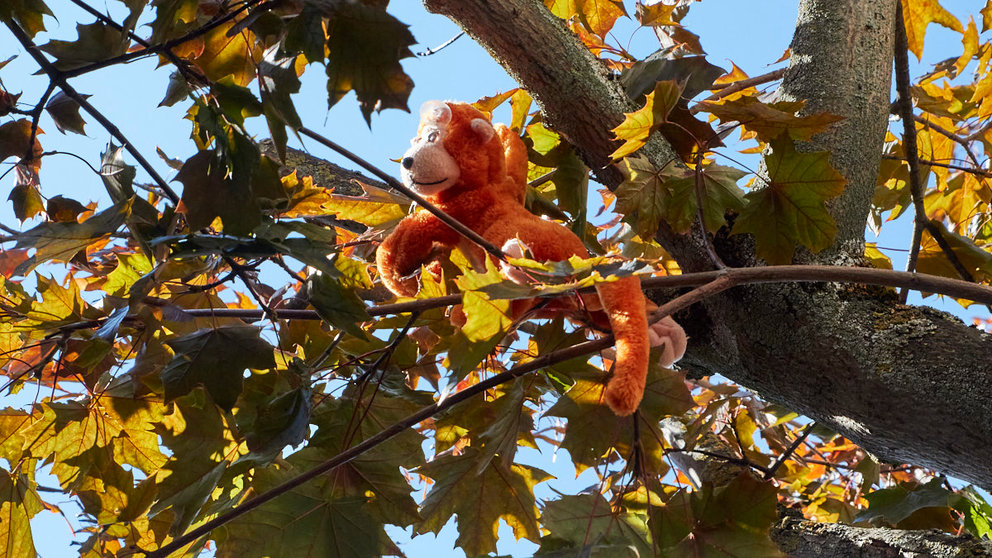 Mono de peluche en un árbol de la calle Pedro I de Pamplona. IÑIGO ALZUGARAY