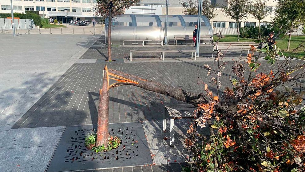 El árbol se partió por la mitad y cayó sobre un banco. NAVARRA.COM