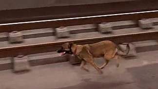 Un perro saltó a las vías del metro de Bilbao este martes y provocó retrasos de quince minutos. CEDIDA