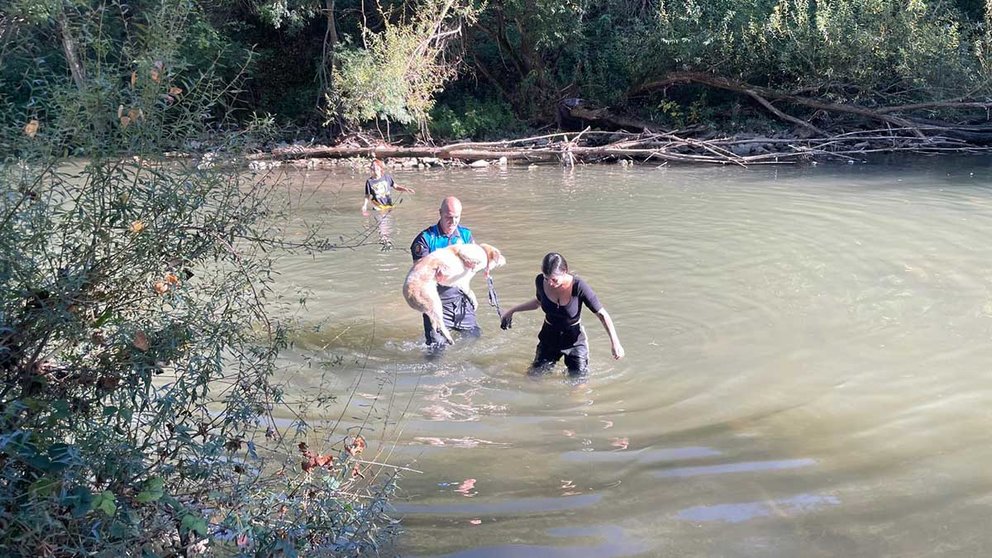 La Policía Municipal de Pamplona rescata un perro en el río Arga que se encontraba bajo un talud. POLICÍA MUNICIPAL DE PAMPLONA