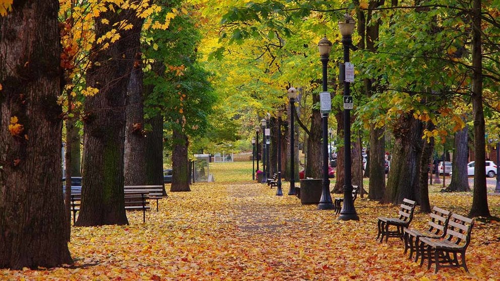 a greenery pathway with benches along the SW Park Ave, Portland, OR, with orange and green autumn leaves on trees and along the street