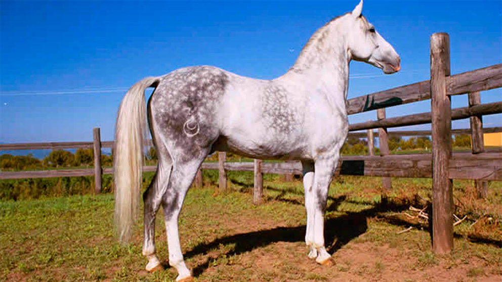 Labrit, caballo de Pablo Hermoso de Mendoza.