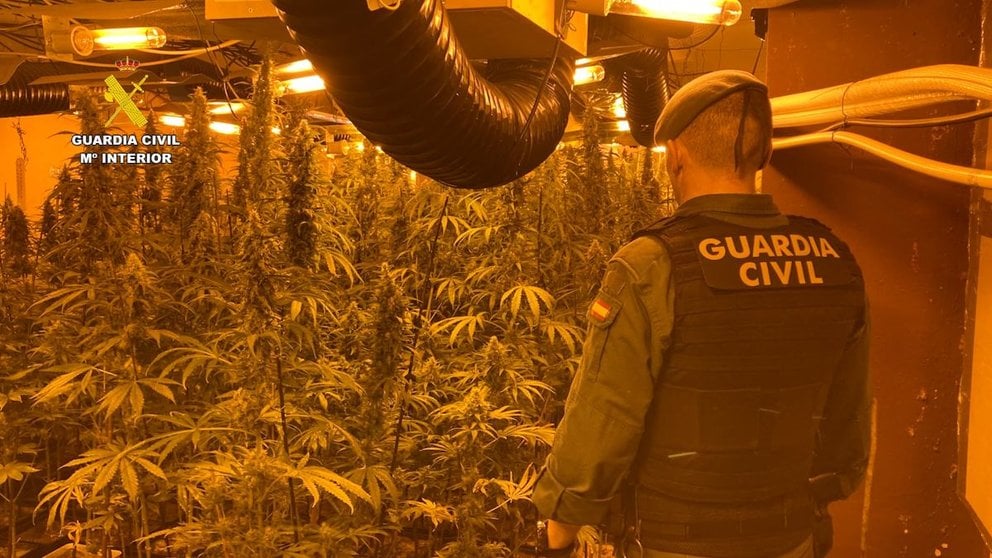 Escondían las plantaciones de marihuana en el interior de las viviendas. En la imagen, una agente de la Guardia Civil ante la plantación. GUARDIA CIVIL.