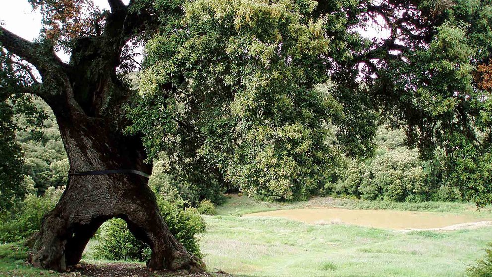 Árbol de las tres hayas en Mendaya. JAVIER SENOSIAIN