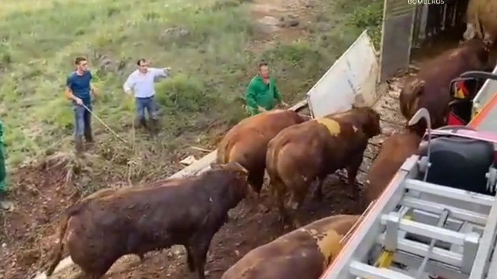 Vuelca un camión con 36 toros en Villarroya de la Sierra. DIPUTACIÓN DE ZARAGOZA