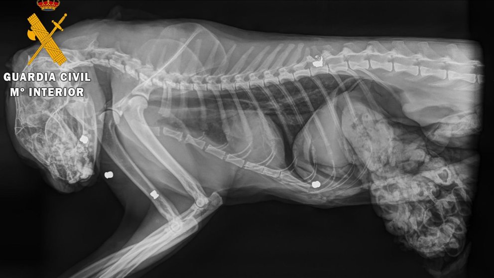 Imagen de la radiografía del gato muerto en el que se pueden apreciar los perdigonazos. GUARDIA CIVIL