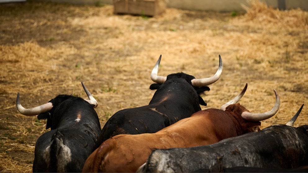 Toros de la ganadería de Cebada Gago (9 de julio) en los corrales del Gas de Pamplona. PABLO LASAOSA