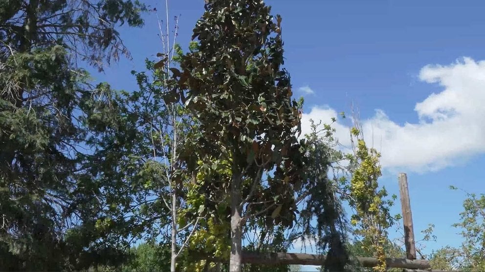 El magnolio italiano de 4,5 metros de altura que espera en los viveros de Miluce para ser plantado en la Taconera. AYUNTAMIENTO DE PAMPLONA