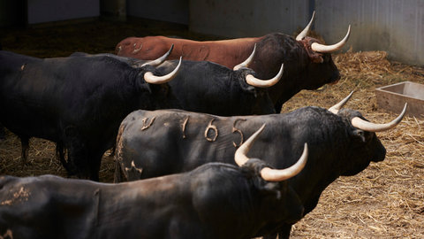 Los imponentes toros de Jandilla ya están en Pamplona
