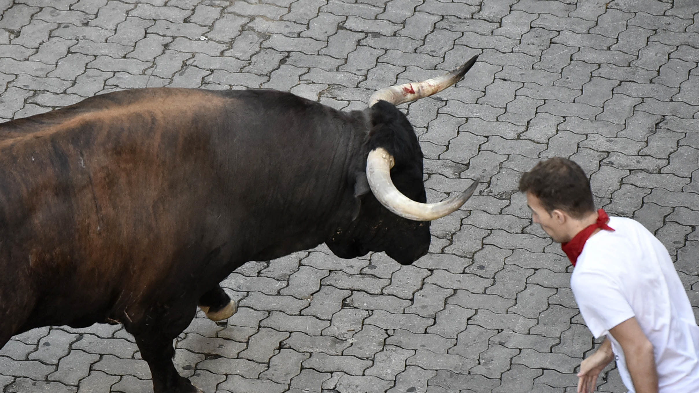 Fin a una discriminación histórica en Pamplona: los encierros de San Fermín 2017 se correrán con 3 toros y 3 vacas