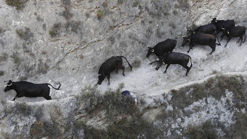 Cinco vacas escapadas siembran el pánico en el último encierro del Pilón de Falces, que se salda con dos cornadas