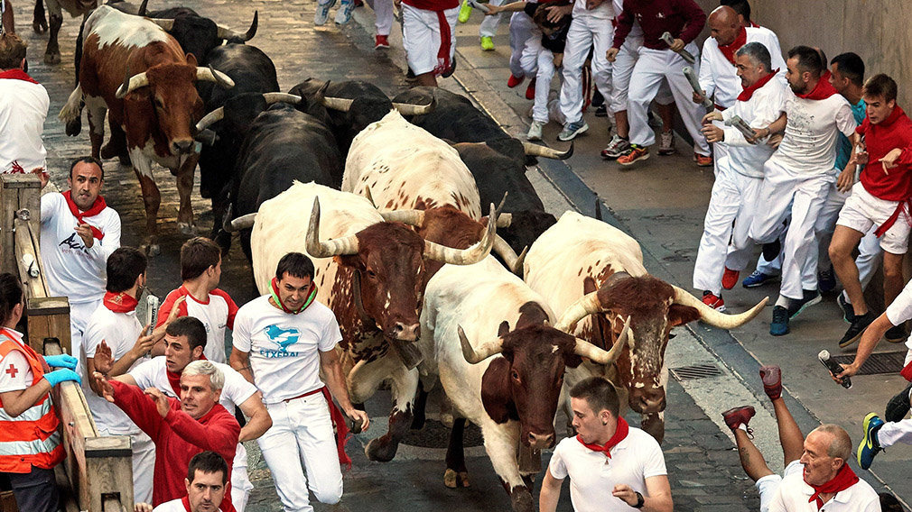 El grito desesperado de la ganadería de los cabestros de San Fermín: 'No puedo echarles de comer'