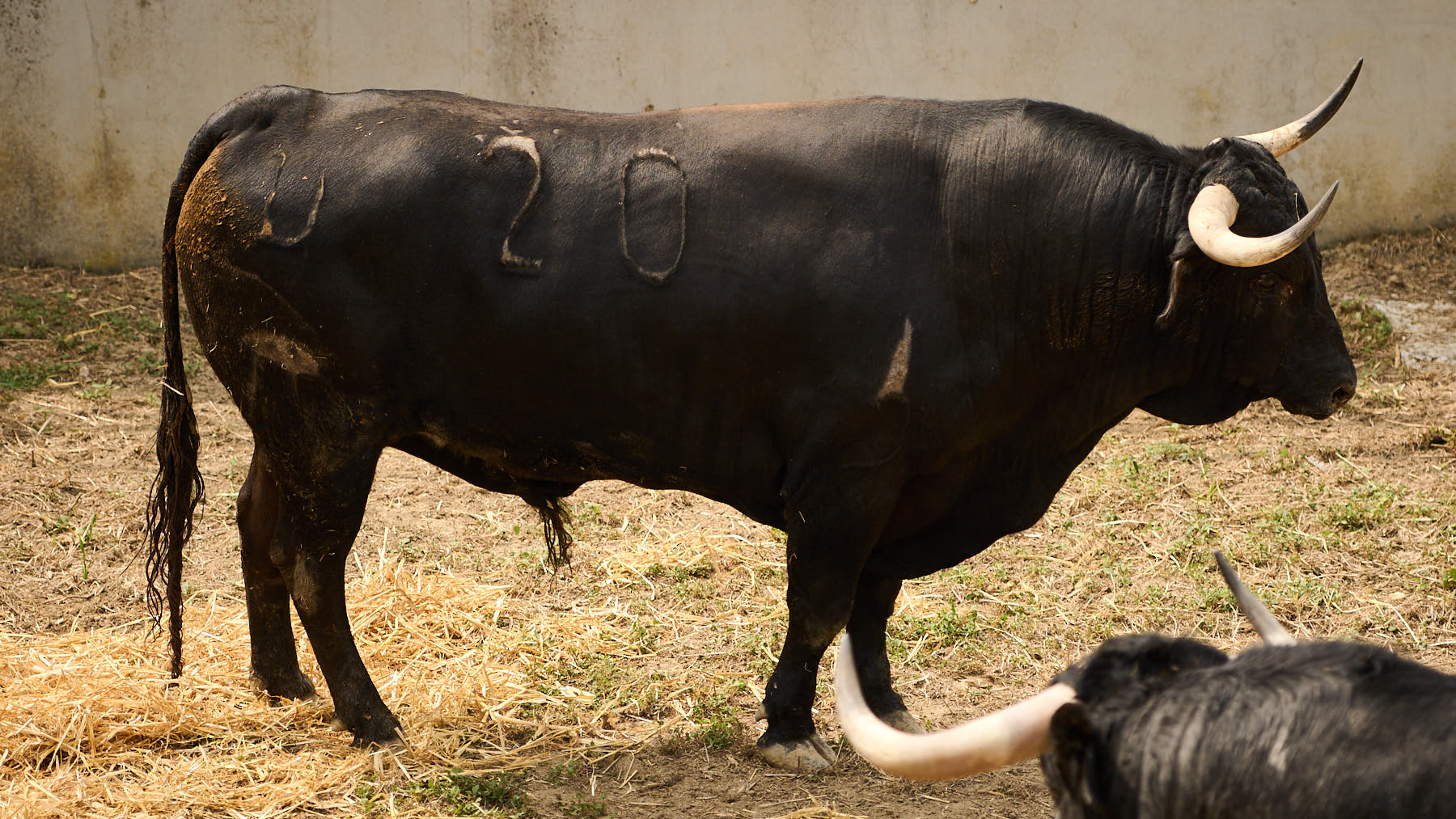 El toro 'Delantero' (nº20) de la ganadería de Cebada Gago (9 de julio) y de 580 kilos de peso en los corrales del Gas de Pamplona. PABLO LASAOSA