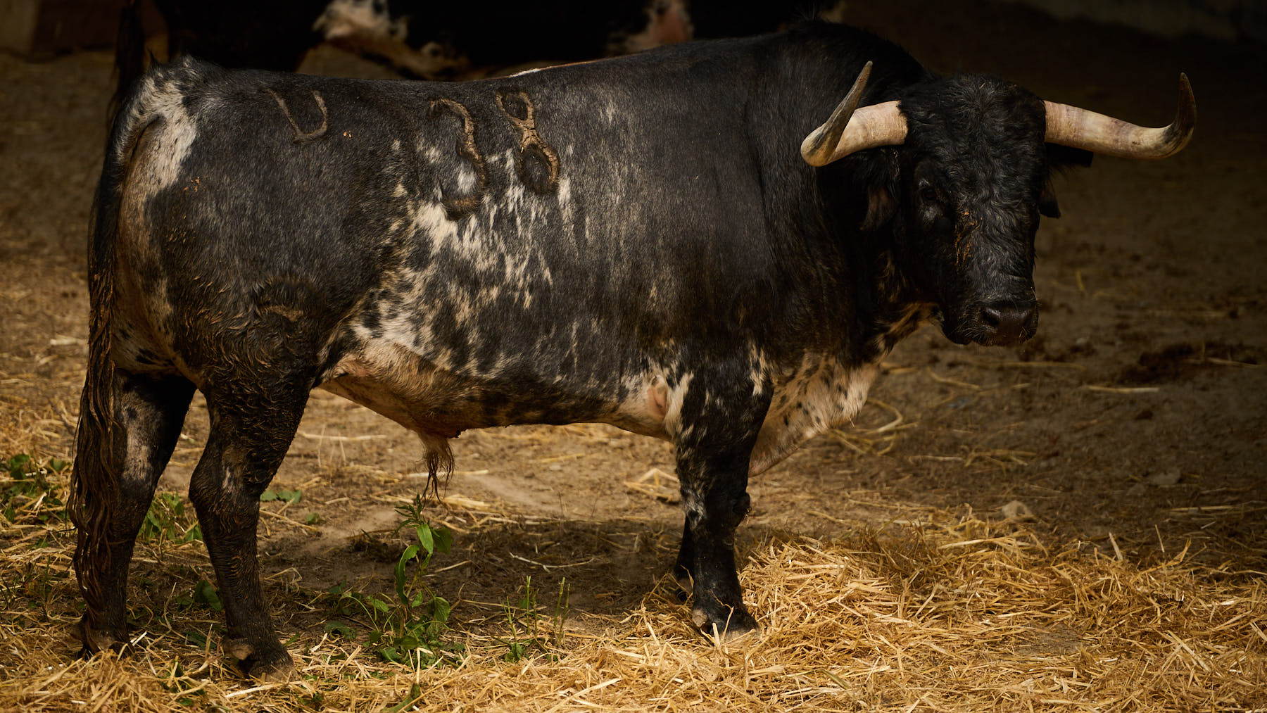El toro 'Formalito' (nº38) de la ganadería de Cebada Gago (9 de julio) y de 550 kilos de peso en los corrales del Gas de Pamplona. PABLO LASAOSA