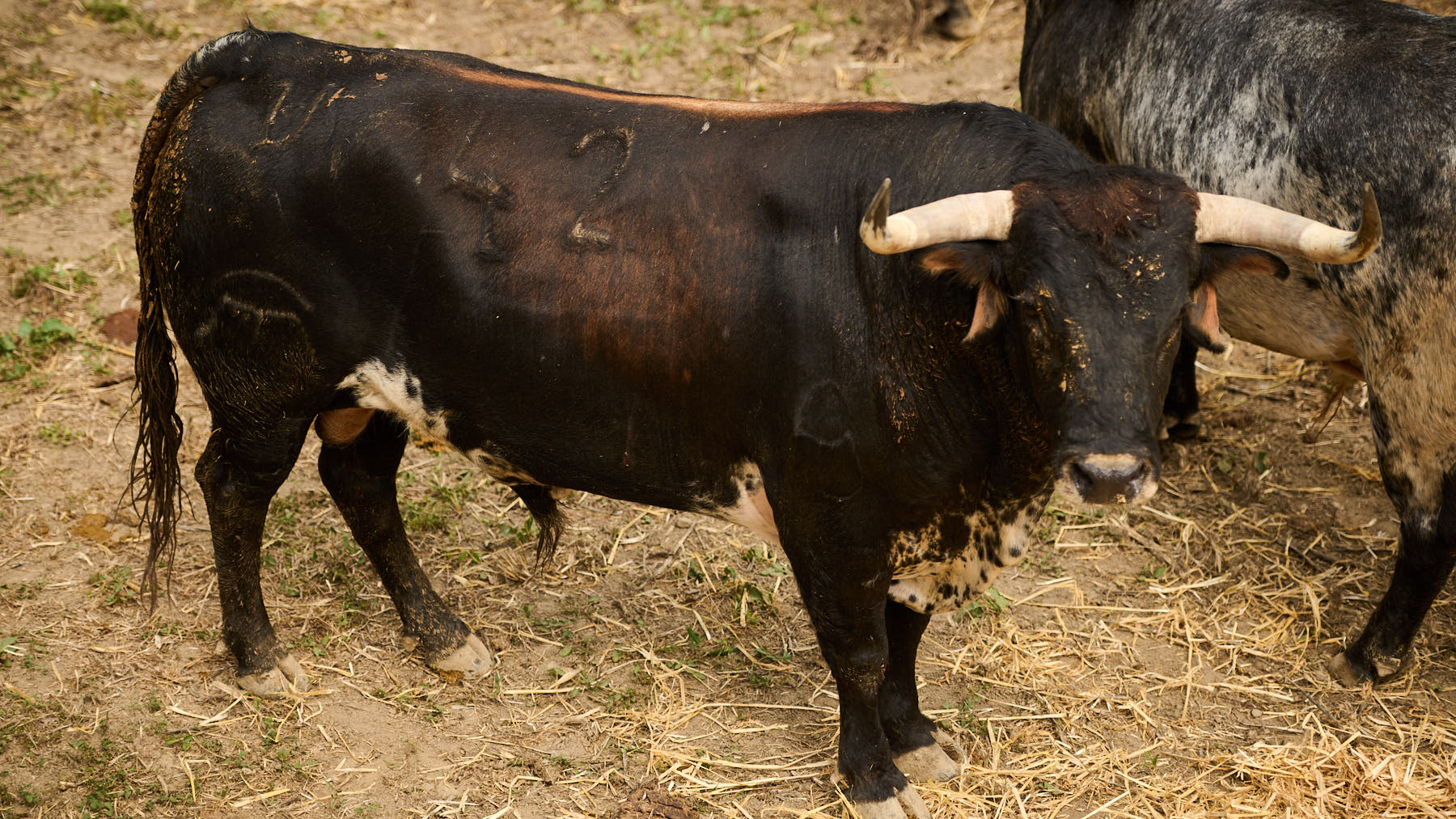 El toro 'Caminero' (nº42) de la ganadería de Cebada Gago (9 de julio) y de 565 kilos de peso en los corrales del Gas de Pamplona. PABLO LASAOSA