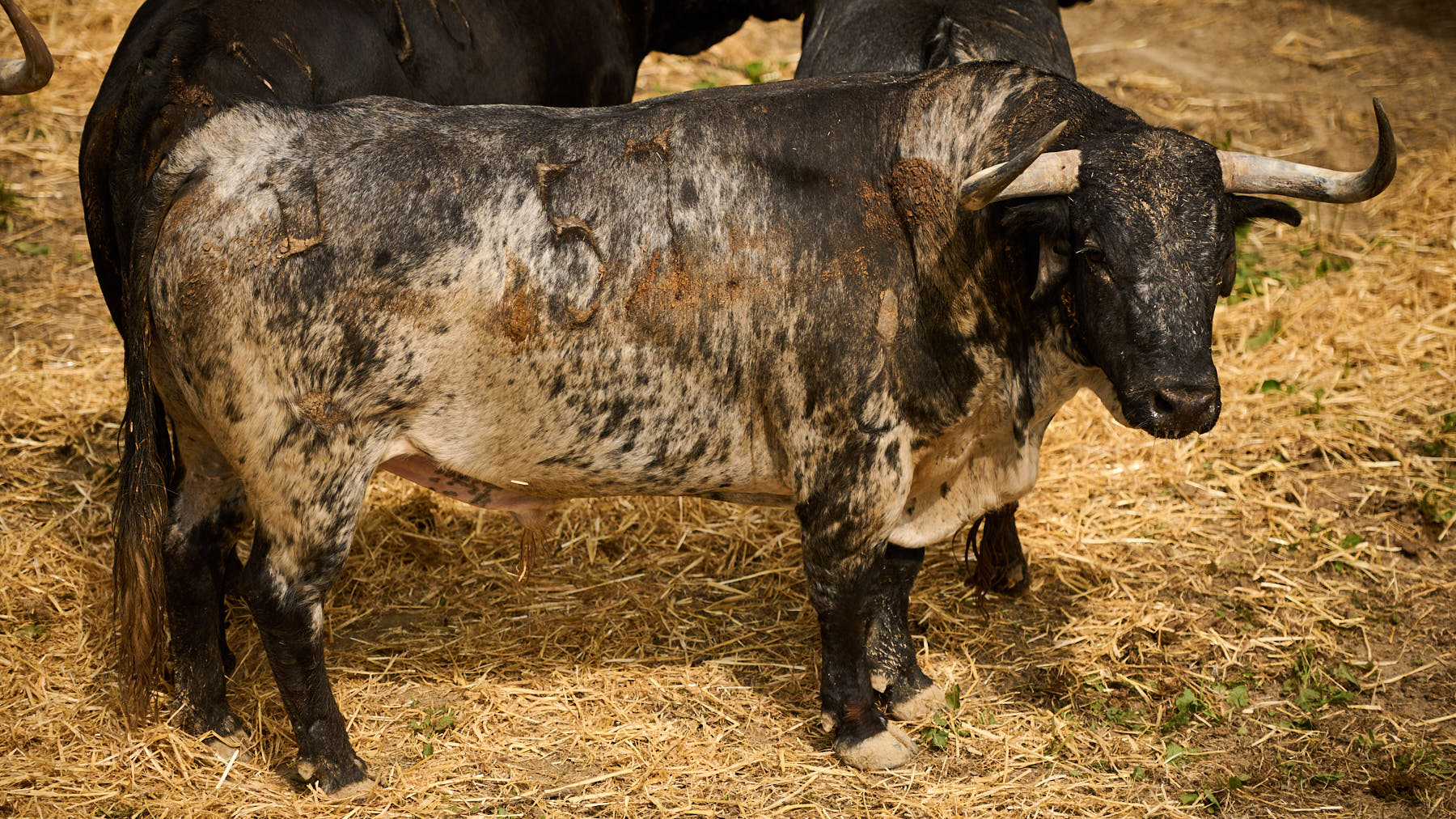 El toro 'Cantarero' (nº57) de la ganadería de Cebada Gago (9 de julio) y de 575 kilos de peso en los corrales del Gas de Pamplona. PABLO LASAOSA