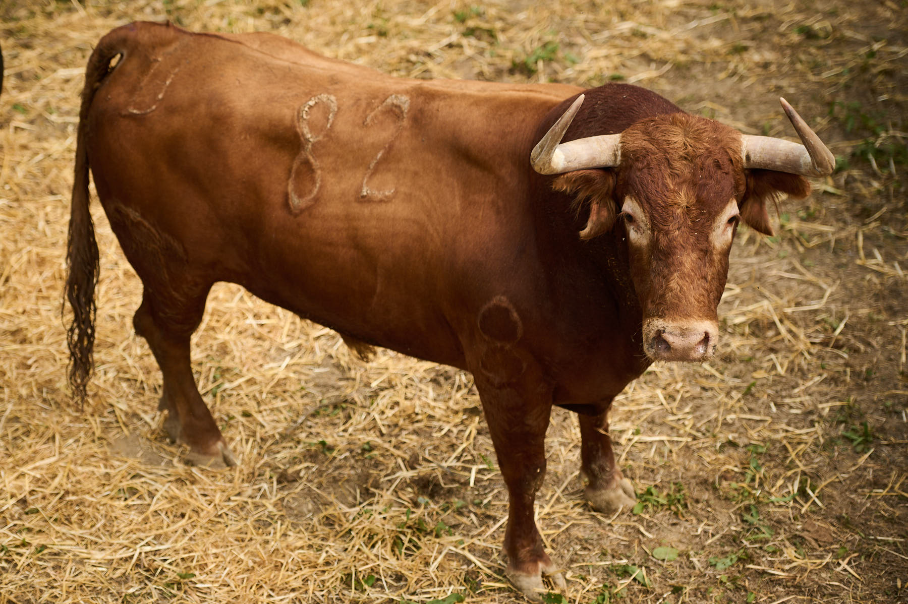 El toro 'Chillon' (nº82) de la ganadería de Cebada Gago (9 de julio) y de 595 kilos de peso en los corrales del Gas de Pamplona. PABLO LASAOSA