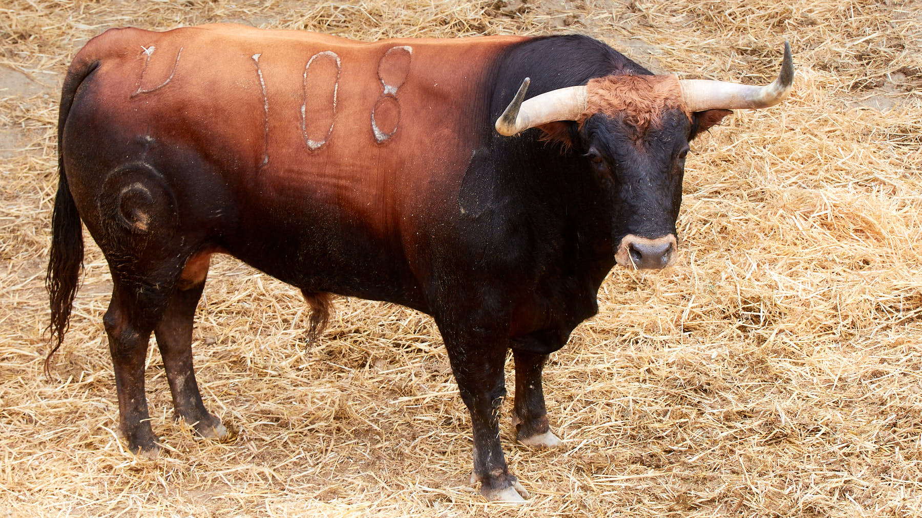 El toro Vivales (nº 108) de la ganadería de Fuente Ymbro (10 de julio) y de 535 kilos de peso en los corrales del Gas de Pamplona. IÑIGO ALZUGARAY