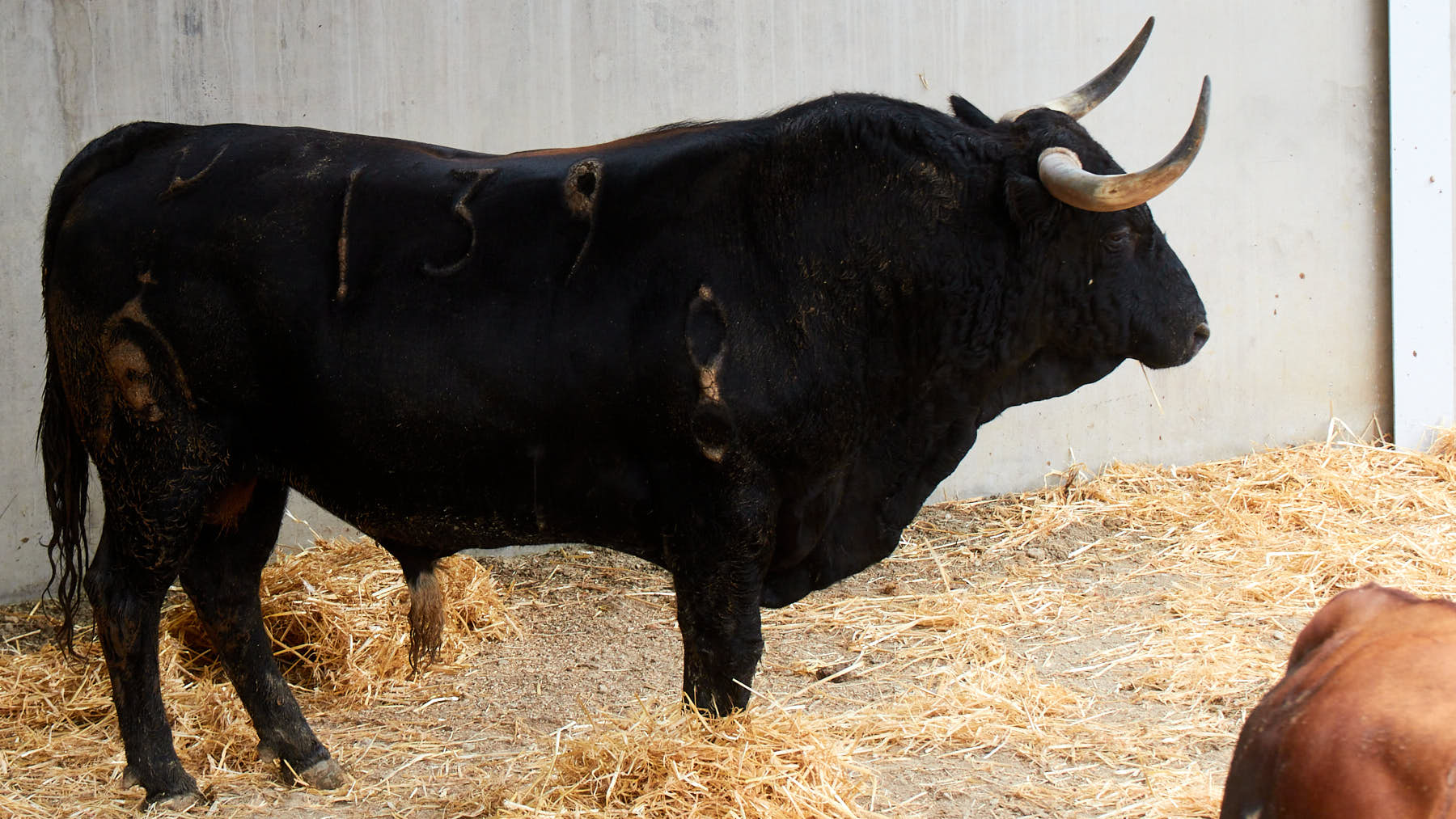 El toro Retama (nº 139) de la ganadería de Fuente Ymbro (10 de julio) y de 540 kilos de peso en los corrales del Gas de Pamplona. IÑIGO ALZUGARAY