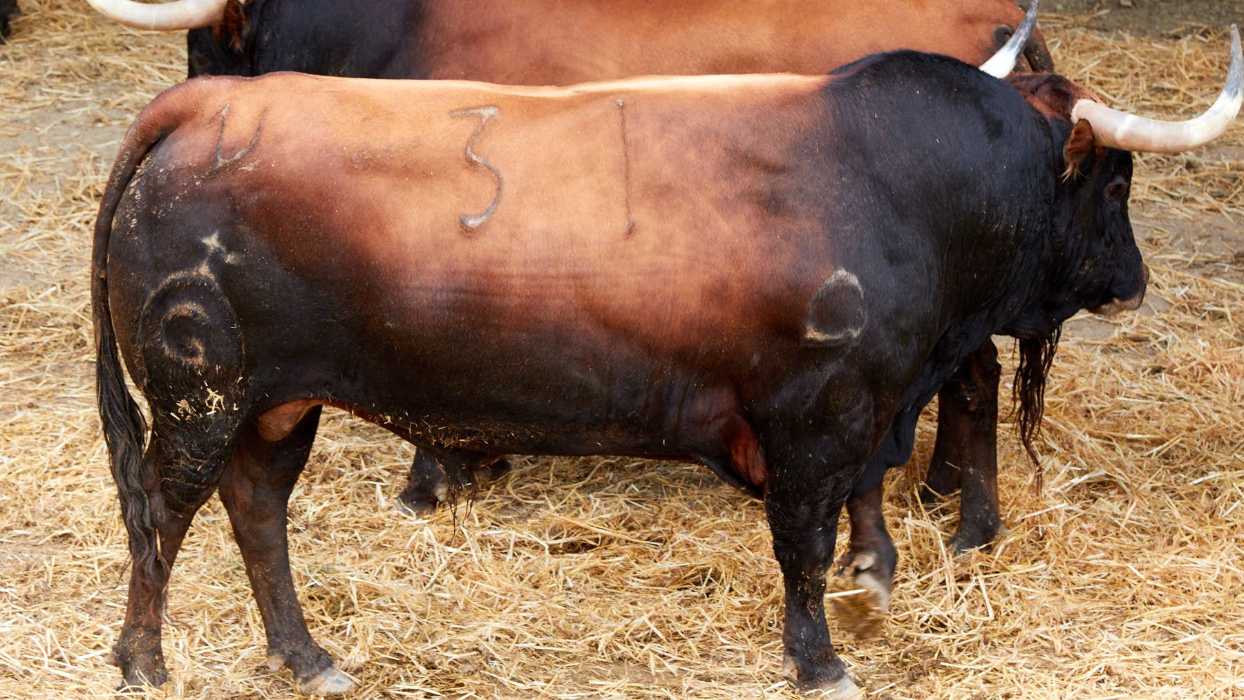 El toro Judío (nº 31) de la ganadería de Fuente Ymbro (10 de julio) y de 590 kilos de peso en los corrales del Gas de Pamplona. IÑIGO ALZUGARAY