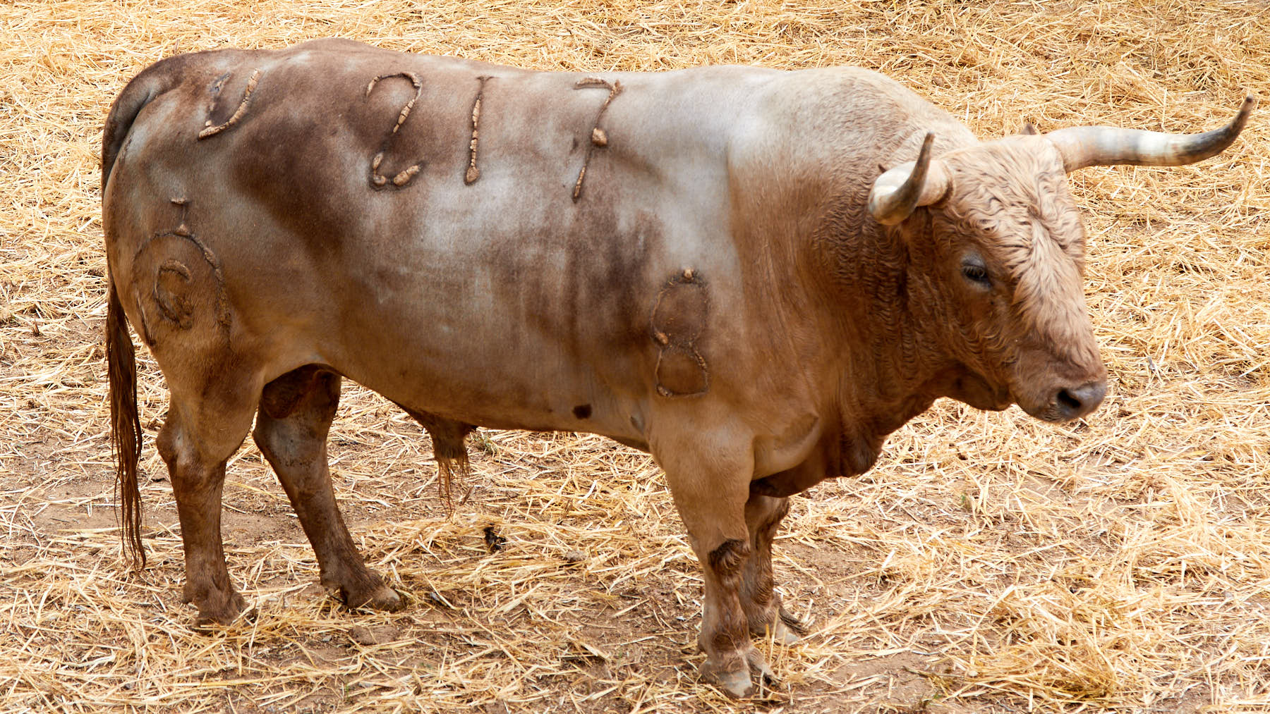 El toro Holgazán (nº 217) de la ganadería de Fuente Ymbro (10 de julio) y de kilos 590 de peso en los corrales del Gas de Pamplona. IÑIGO ALZUGARAY