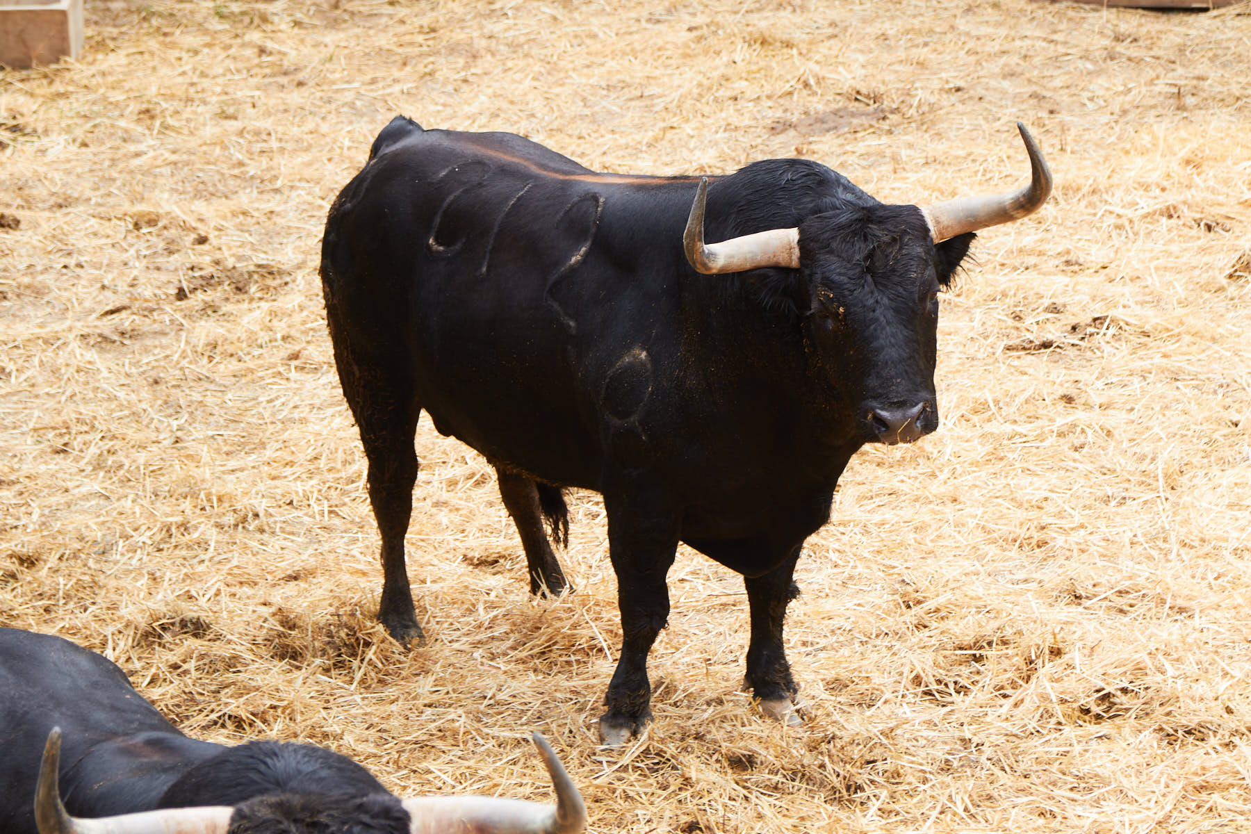 El toro Pijotero (nº 212) de la ganadería de Fuente Ymbro (10 de julio) y de 585 kilos de peso en los corrales del Gas de Pamplona. IÑIGO ALZUGARAY